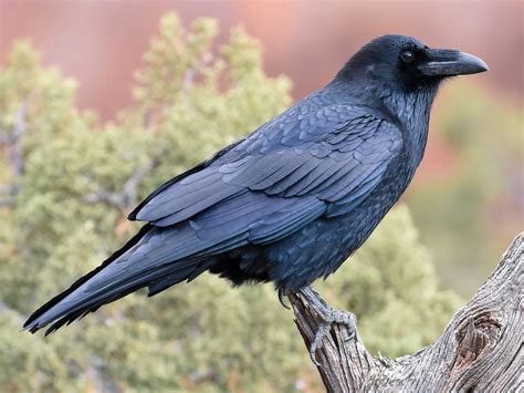 Raven .